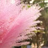 Розовый белый цвет натуральный пампас трава декор цветок красивые свадебные цветы пучок рождественские дома декор фрагмитов высокий 17-22 201222