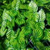 50×100センチメガンの庭の装飾人工植物の葉のフェンスのスクリーニングロール紫外線フェード保護されたプライバシー緑の壁造園アイビー芝生