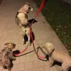 Nylon de serviço pesado 3 vias Couplador Triplo Pet Dog Walthhh com cães de maçaneta macia acolchoada 3 em 1 tração de corda LJ201111