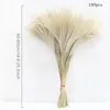 100 PC Duży Naturalny Suszony Kwiat Pampas Trawa Układ Ślubny DIY Bukiet Suszone Phragmites Grass Home Decoration Rośliny Reed F1217