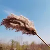 Hastes Natural Seco Pampas Grama Flor Alta Grande Fofa para Escritório em Casa Eventos de Casamento Decoração Cor Bruta Pluma Ramo de Flores Pequenos Enfeites de Plantas de Junco Reais