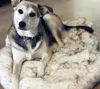Tyteps Fauxの毛皮整形外科犬のベッドカーブホワイトドッグ絨毯の大きい犬の敷物のための大きな犬の敷物のサポートドロップを落とす201123