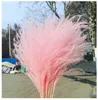 Pampas Grass Thinker Colorful Natural Light Pink Wedding Pampas Flowers Valentines Day Gift Natural Dried Reed Flower Bouquets Whi6302550