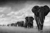 20スチルを選択する黒と白の動物の象タイガー絵画アートフィルムプリントシルクポスターホームウォール装飾60x90cm8950026