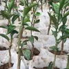 プランターポット植物育成バッグ生分解性不織布苗環境に優しい植栽保育園袋