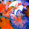 100 pezzi Semi Nuovo Rainbow Caladium Bonsai, fiori perenni per giardino a casa Beautify in Balcony Bonsai Erba Evergreen Erba Grollare naturale Varietà di colori freschi vistosi
