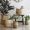 plants storage