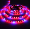 Groothandel Tuin Decoraties Volledige Spectrum SMD5050 LED Grow Strip Licht Niet-waterdicht voor Hydroponic Plant Groeiende Lamp Box Rood Blauw 4: 1 By1701