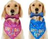 50% di sconto Set di compleanno per ossa triangolari per animali domestici Giocattolo per cani Asciugamano per saliva Forniture per animali domestici Colori blu rosa