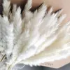 Fiori decorativi Ghirlande Orecchie di fiori 15 ~ 30 cm Lunghezza totale 42-50 cm Vera erba di pampa naturale essiccata Canna Il suo piccolo bouquet di Natale Caramelle