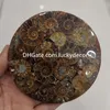 5 adet Satış Doğal Ammonit Kabuk Fosil Kuvars Kristal Disk Madagaskar Conch Fosil Taş Disk Numune Şifa Kafatası Reiki Standı Olmadan