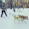 Imbracatura per cani da slitta Peso per animali domestici Tirare l'imbracatura da slitta Mushing X Indietro per cani di taglia grande Husky Canicross Skijoring Scootering270F