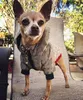 Veste de chien de luxe Vestes d'hiver pour les petits chiens French Bulldog Mode Fashion Husky Chihuahua Costume PETS Vêtements Drop 207561694