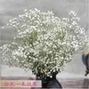 Natural fresco secado flores preservadas gypsophila paniculata, bebê respiração buquês presente presente para decoração de casamento, decoração de casa 210624