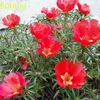 1000 PCS Portulaca Grandiflora Sun Flor Sementes / Embalagem Nova Chegue Flor Bonsai Planta Perfumada e bonita para pátio, pátio, jardim de gramado