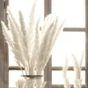 15 pcs/bundle Pampas Grass Phragmites Flower Natural Dried Floral Artificial Plants Home Decoration Plant Ornaments