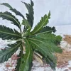 50 cm 18 teste foglie persiane tropicali piante artificiali ramo felce erba plastica foglie di palma pianta parete fogliame decorazione della casa 210624