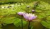 Blå Lotus Torkad Hela Blomma Blommande Nymphaea Caerulea 210825