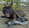 Hund Harness Collars Leases Justerbar andningsbar husdjur Vest Nylon Designer Letter Outdoor Running Training Halsband Rope Tie Collar239n