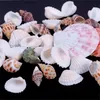 Dekoracje ogrodowe Home Mieszane 100g Aquarium Beach Sea Shell Craft Seashells Decor Cena Fabryczna Ekspert Projekt Quality Najnowsze styl oryginalny status