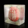 10PIECES / SET 3D Organ Brain Specimen Coasters Set Drycker Tabell Coaster Skivor Kvadrat Akryl Glas Drunk Forskare Present 211108