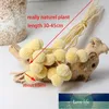 Kwiaty dekoracyjne Wieńce 3/7 sztuk Suszone Kwiat Home Decoration Conserwed Plant Ball Natural Eterlell Craspedia Globosa Buquets Forever Go Factory Cena Expert