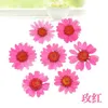 360pcs Pressed Press Dried Daisy Dry Flower Plants For Epoxy Resin Pendant Necklace Jewelry Making Craft DIY Accessories 210624