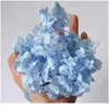 5G/Lot Hydrangea Real Gedroogde bloem droge planten voor aromatherapie Candleepoxy hanger ketting sieraden maken ambacht diy acc jllinl