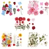 Dekoratif Çiçek Çelenkler 1 Çanta Gerçek Kurutulmuş Çiçek Kuru Bitkiler Diy Telefon Kılıfı Aplike Boyama Reçine Takı Yapımı Malzeme Kolye Epoksi