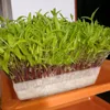 Planters POTS Agricultural Plante Tray Plant Flower Nursery Grow Box Square Transparent Odlingsgryta