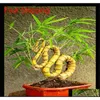 Autres fournitures de jardin Grande vente 30pcs de plantes de bambou chanceux Bonsai Bonne chance Plantes Vitalité Tenace Balcon Salon Ho