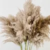 5Pcs/Bunch 50-60CM Natural Reed Dired Flower Big Pampas Grass Bouquet Home Widding Decoration Fall Decor DIY Dired Reed Flowers 210624