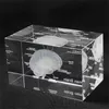 3D 인간 해부학 모델 문진 레이저 에칭 두뇌 크리스탈 유리 큐브 해부학 마음 신경학 사고 과학 선물 210811