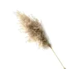 Real Pampas Grass Decor Natural Dried Flowers Plants Wedding Flowers Dry Flower Bouquet Fluffy Lovely for Holiday Home Decorations