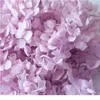 5G/Lot Hydrangea Real Gedroogde bloem droge planten voor aromatherapie Candleepoxy hanger ketting sieraden maken ambacht diy acc jllinl