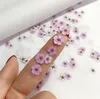 100 pièces pressé séché narcisse fleur de prunier fleur avec boîte pour résine époxy fabrication de bijoux Nail Art artisanat accessoires de bricolage