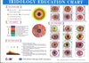 2023 NEW 12MP USB IRISOLOGY IRIDOLOGY IRISCOPE EYE CAMERANS محلل الكاميرات القزحية الرقمية للتشخيص الصحي في البرتغالية الكورية الإسبانية اليابانية DHL مجانًا