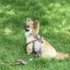 Zachte huisdier harnas en riem kraag set verstelbare mooie boog nylon voor kleine middelgrote hondenlijnen outdoor wandelende huisdierbenodigdheden 210712