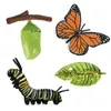 2020 Insect Animals Model Simulation Butterfly Growth Cycle Action Figures Figurine Miniature Educational Toys for children Gift C0220