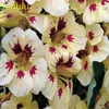50pcs Nasturtium 씨앗 정원 꽃 다양 한 완벽한 꽃 분재 식물 고품질 아름다움 및 공기 정화