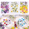 Decorative Flowers & Wreaths Multi-purpose Decoration DIY Pressed Leaves Jewelry Making Real Dried Crafts