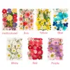 Multi-purpose 3d pressade blandade verkliga torkade blommor DIY Floral decors för UV Gel Nail Art Tips Ansikte Klistermärke Mögelfyllnadsmaterial Y0630