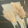 Real Pampas Grass Decor Natural Dried Flowers Plants Wedding Flowers Dry Flower Bouquet Fluffy Lovely for Holiday Home Decorations