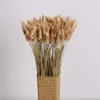 50Pcs/Lot Dried Flowers Rabbit Tail Grass Pampas Grass Natural Plants Bouquet Lagurus Ovatus Wedding Home Easter Decoration 210624