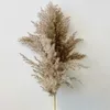 5Pcs/Bunch 50-60CM Natural Reed Dired Flower Big Pampas Grass Bouquet Home Widding Decoration Fall Decor DIY Dired Reed Flowers 210624