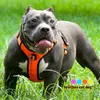 Köpekler için Güçlü Evcil Köpek Eğitim Yelek Orta Büyük Ayarlanabilir Açık Koruyucu Yaka SXL 8815 Y200515