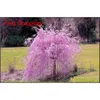Autres Fournitures Patio Pelouse 10 Pcs Mixte Japonais Bonsaï Graines Pleureur Cerisier Diy Maison Jardin Nain Sakura Belle
