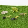 Simulering djur nyckelpiga, fjäril, grodor, sköldpadda, myr, mygg, kyckling tillväxt livscykel figurer modell handling figurer leksak c0220