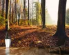 Обои Prapel De Parede Осенний лес Натуральный пейзаж 3D обои росписью, гостиная телевизор стены спальня кухня бумаги домашнего декора