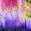 装飾的な花の花輪12pcs/セットガーデンルームのための人工シルクウィステリアリーフウェディングデコレーション